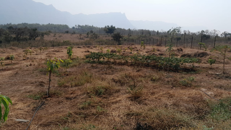 65 Guntha Agricultural/Farm Land for Sale in Murbad, Thane