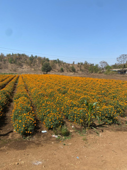 21 Acre Agricultural/Farm Land for Sale in Murbad, Thane