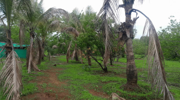 11 Acre Agricultural/Farm Land for Sale in Murbad, Thane