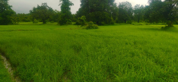 2 Acre Agricultural/Farm Land for Sale in Shahapur, Thane (91 Guntha)