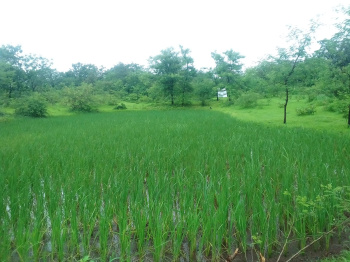 36 Guntha Agricultural/Farm Land for Sale in Murbad, Thane