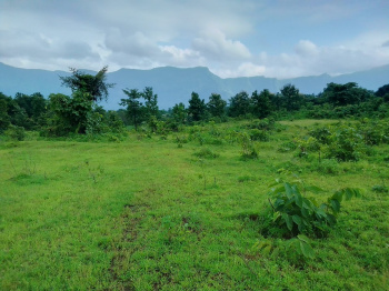 51 Guntha Agricultural/Farm Land for Sale in Murbad, Thane