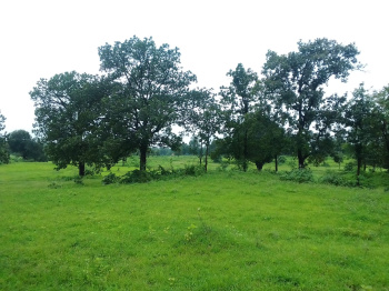 38 Guntha Agricultural/Farm Land for Sale in Murbad, Thane