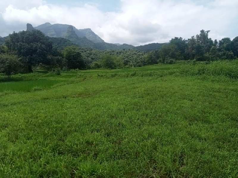 2.5 Acre Agricultural/Farm Land for Sale in Murbad, Mumbai