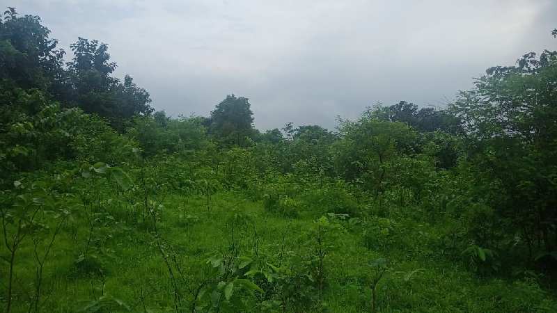 46 Guntha Agricultural/Farm Land for Sale in Murbad, Thane
