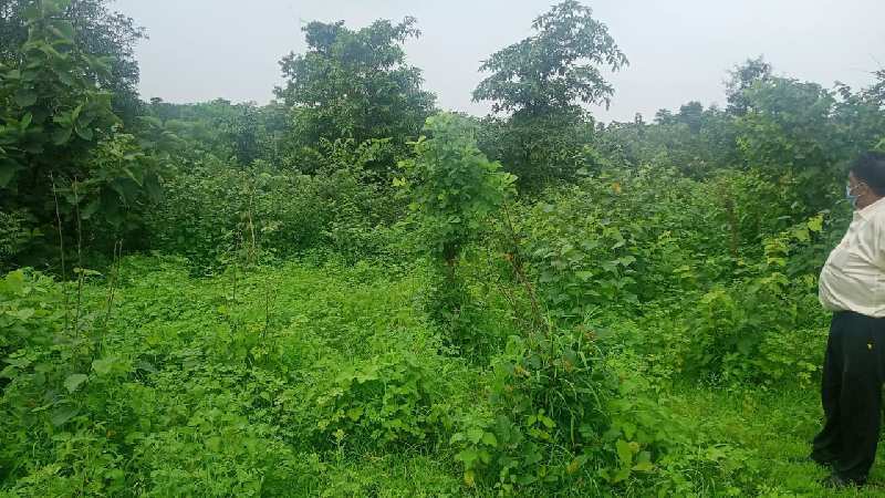46 Guntha Agricultural/Farm Land for Sale in Murbad, Thane