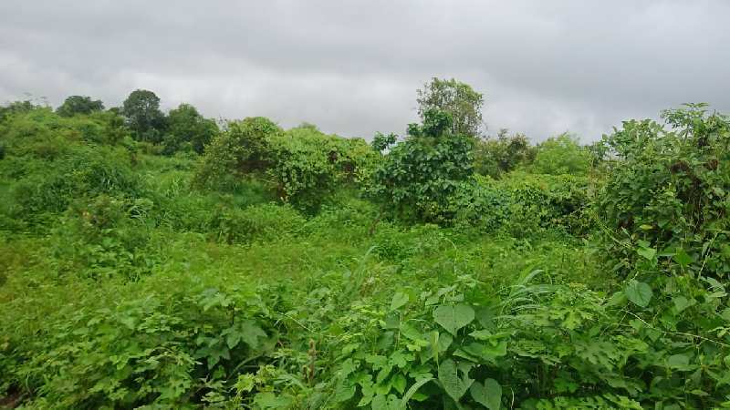 175 Guntha Agricultural/Farm Land for Sale in Murbad, Mumbai