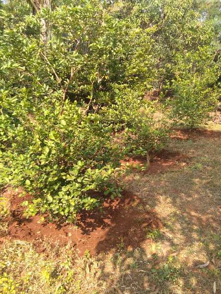 5 Acre Agricultural/Farm Land for Sale in Murbad, Mumbai