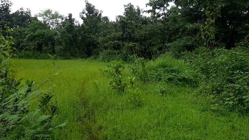 3.5 Acre Agricultural/Farm Land for Sale in Murbad, Mumbai