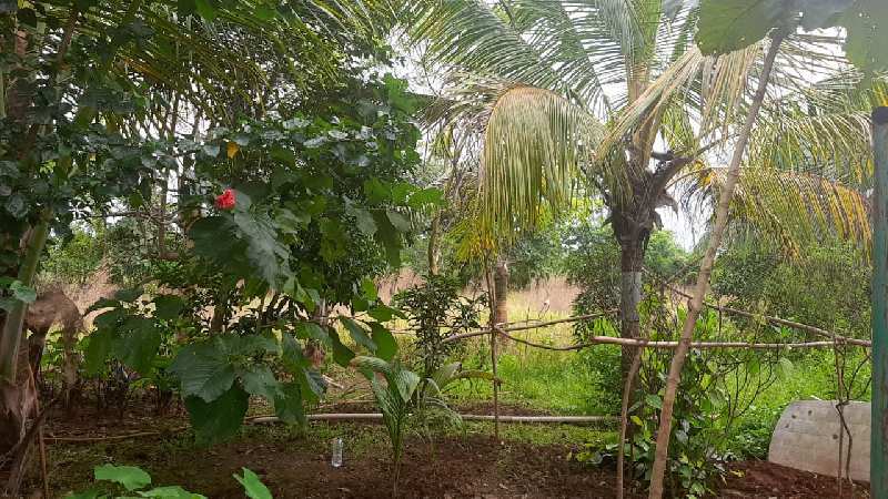 68 Guntha Agricultural/Farm Land for Sale in Murbad, Thane
