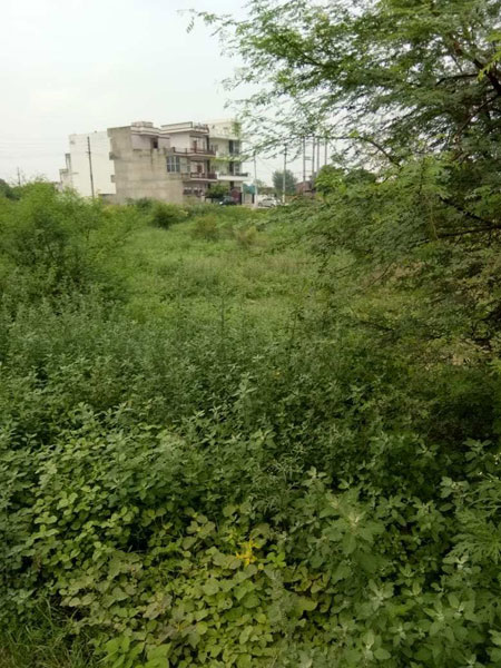 14 Marla Residential Plot for Sale in Sector 10, Bahadurgarh