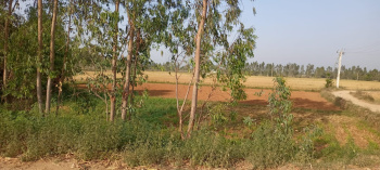 1000 Acre Agricultural/Farm Land for Sale in NH 72, Dehradun