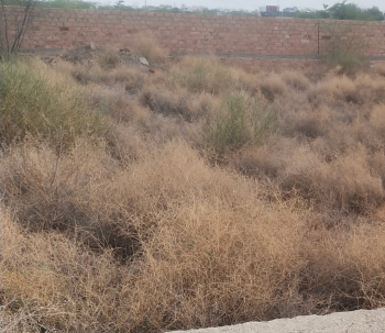 Property for sale in Chaukhan, Jodhpur