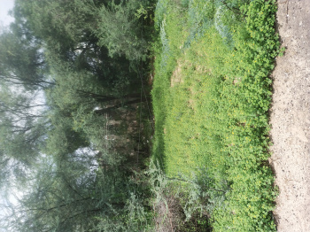 Property for sale in Pal Road, Jodhpur