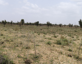 Agricultural/Farm Land for Sale in Luni, Jodhpur (100 Bigha)