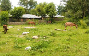 Residential Plot for Sale in Sidhpur, Dharamshala (20 Marla)