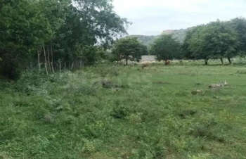 Residential Plot for Sale in Palampur, Kangra (80 Marla)