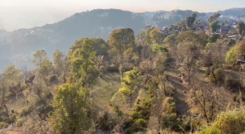 Residential Plot for Sale in Khanyara Road, Dharamshala (84 Marla)
