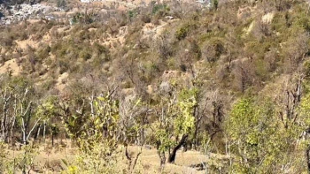 Residential Plot for Sale in Khanyara Road, Dharamshala (77 Marla)