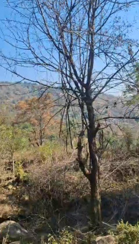 Residential Plot for Sale in Yol Cantt, Dharamshala (20 Marla)