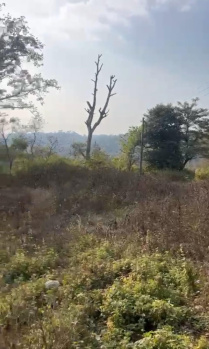 Residential Plot for Sale in Daulatpur, Kangra (600 Marla)