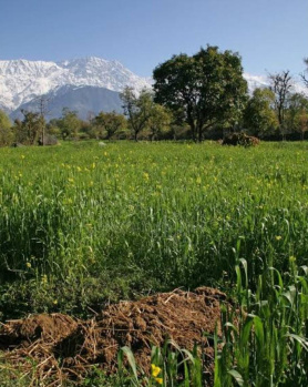 Residential Plot for Sale in Sukkad Road, Dharamshala (18 Marla)