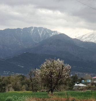 Residential Plot for Sale in Barol, Dharamshala (15 Marla)