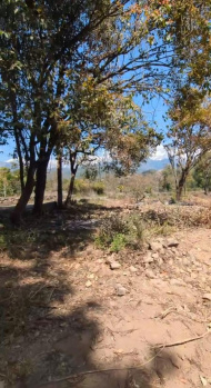Residential Plot for Sale in Gharoh, Dharamshala (200 Marla)