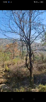 Residential Plot for Sale in Gharoh, Dharamshala (19 Marla)