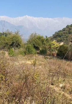 Residential Plot for Sale in Sakoh, Kangra (12 Marla)