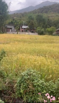 Residential Plot for Sale in Sakoh, Kangra (15 Marla)
