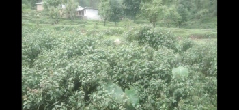 Residential Plot for Sale in Dari, Dharamshala (31 Marla)