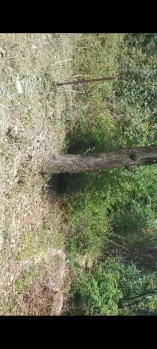 Residential Plot for Sale in Gharoh, Dharamshala (45 Marla)