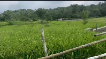 Residential Plot for Sale in Ghuggar, Palampur (160 Marla)
