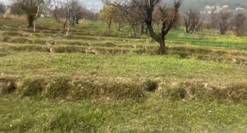 Residential Plot for Sale in Barol, Dharamshala (50 Marla)