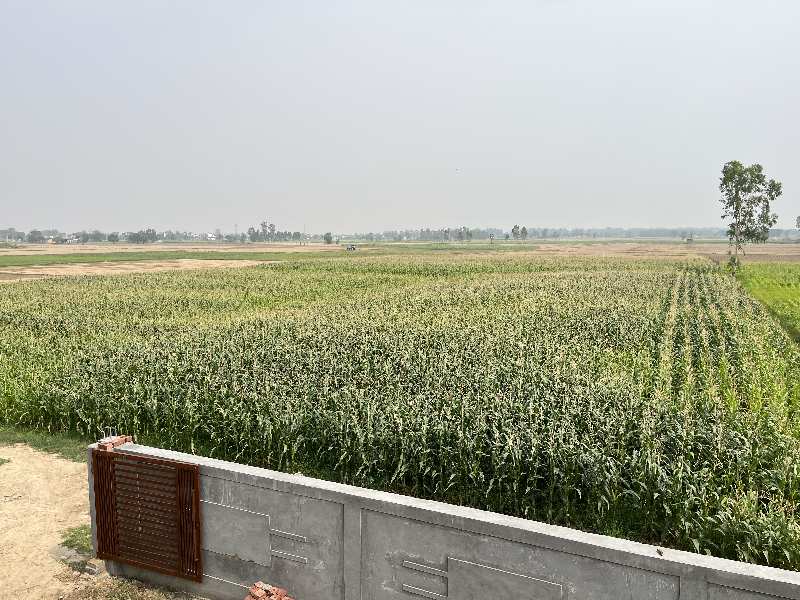 25 Acre Agricultural/Farm Land for Sale in New Chandigarh, Chandigarh