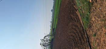 40 Bigha Agricultural/Farm Land for Sale in Naugaon, Alwar