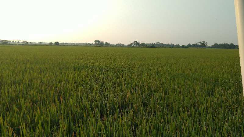 AGRICULTURE LAND SALE IN THANJAVUR