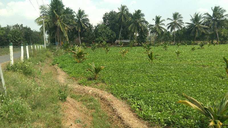 AGRICULTURE PROPERTY SALE IN ADHNOOR MANDAPAM