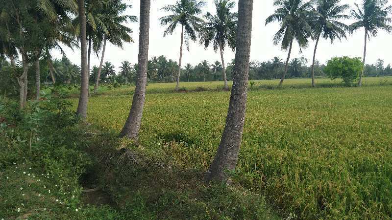 AGRICULTURE PROPERTY SALE IN ADHNOOR MANDAPAM