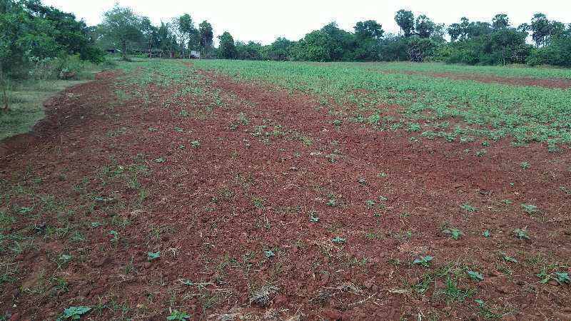 AGRICULTURE RED SOIL PROPERTY SALE THANJAVUR IN NADUR VILLAGE