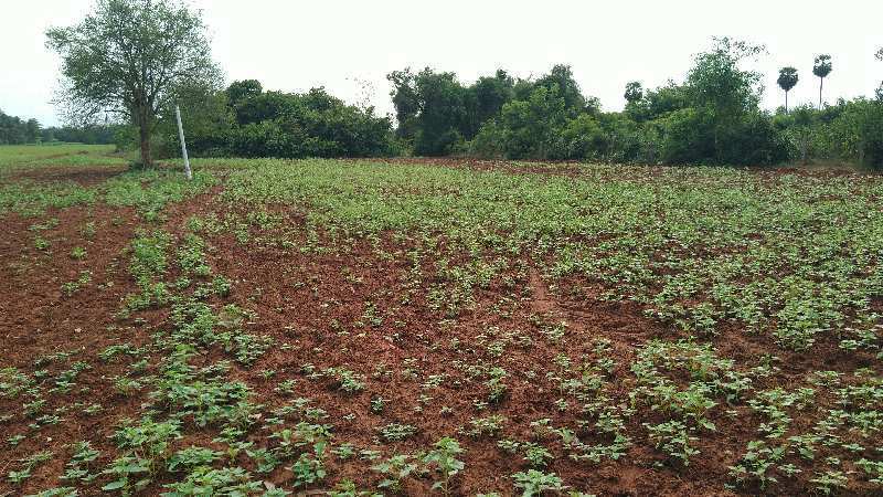 AGRICULTURE RED SOIL PROPERTY SALE THANJAVUR IN NADUR VILLAGE