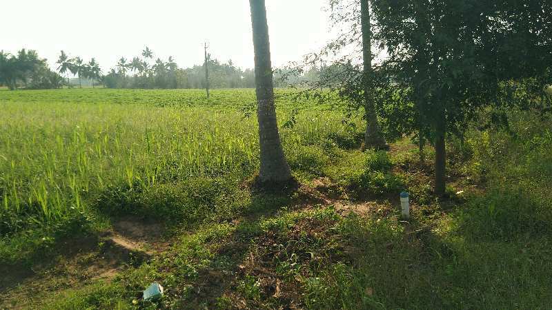 AGRICULTURE LAND SALE THANJAVUR IN MARUGULAM