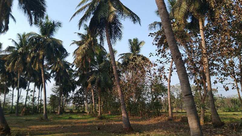 COCONUT FARM LAND SALE IN THANJAVUR