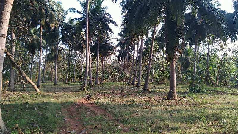 COCONUT FARM LAND SALE IN THANJAVUR