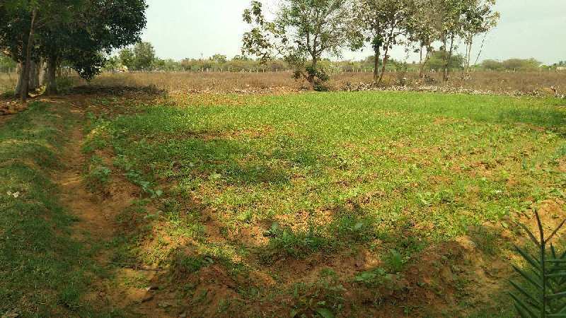 COCONUT TREES WITH AGRICULTURE LAND SALE TRICHY IN ASSUR