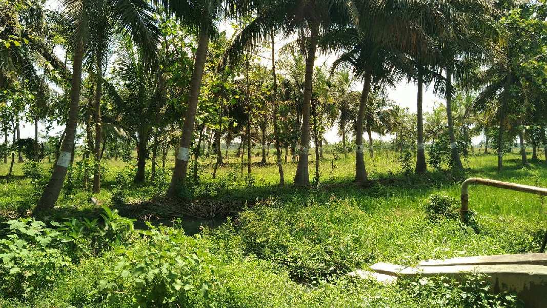 COCONUT TREES, TEAK TREES AND AGRICULTURE LAND