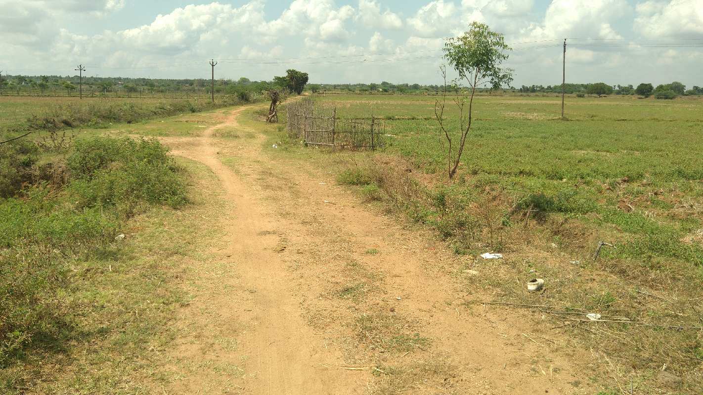AGRICULTURE LAND SALE THANJAVUR IN REDDYPALAYAM