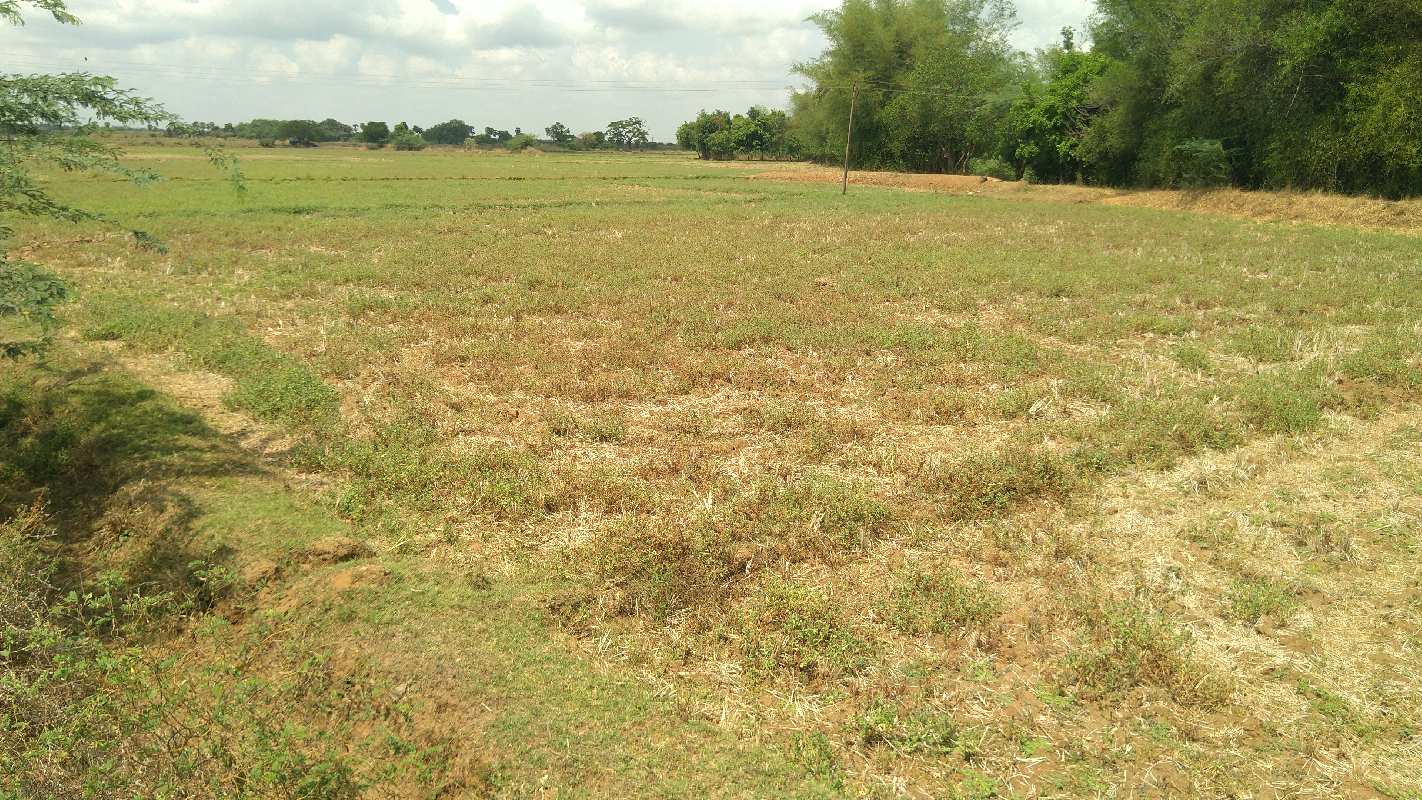 AGRICULTURE LAND SALE THANJAVUR IN REDDYPALAYAM