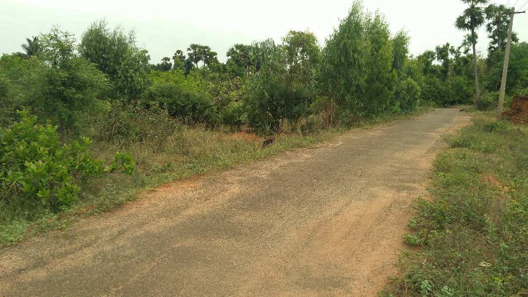 RED SOIL AGRICULTURE LAND SALE THANJAVUR IN SURYAIPATTI